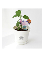BT21 SEED STICK KIT
